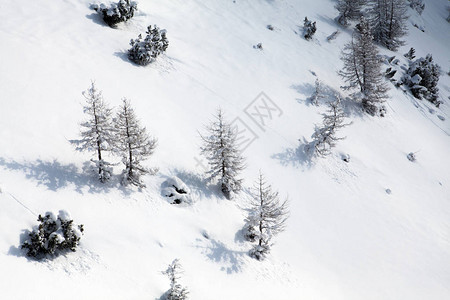 落叶松的雪景图片