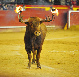 西班牙斗牛在西班牙背景图片