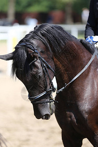 运动马在美装比赛上特场马背景图片