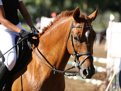 马在美装比赛上特场马背景图片