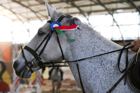 运动马在美装比赛上特场马背景图片