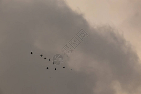 多云的天空和鸟类的迁徙图片