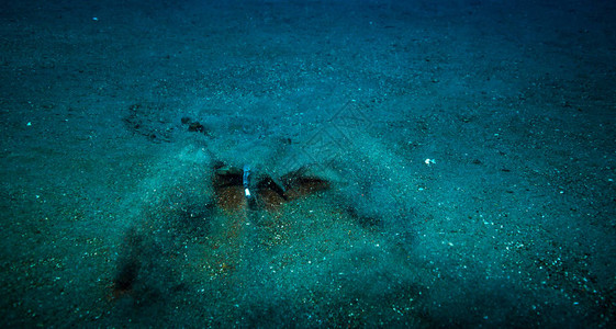 巴厘岛附近的蓝斑黄貂鱼图片