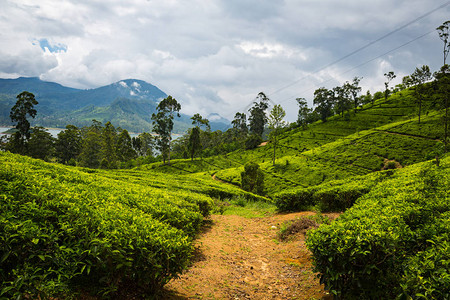 斯里兰卡绿色美丽的茶叶图片