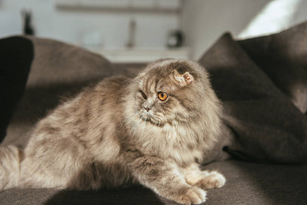 沙发上可爱的灰色英国长头发猫图片