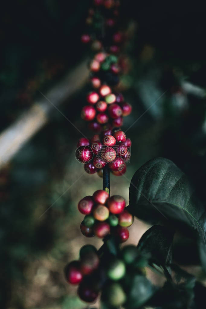 大自然中的红樱桃咖啡豆阿拉比卡图片