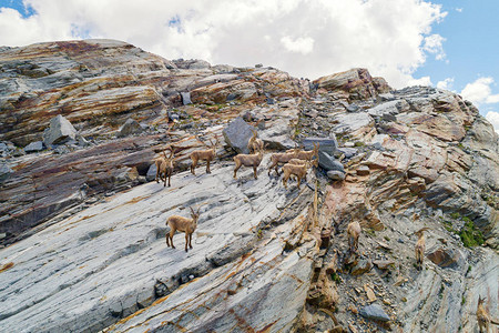 高山的ibex牛群图片