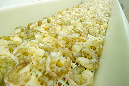 食品加工厂农场新鲜的白虾或南美白对虾图片