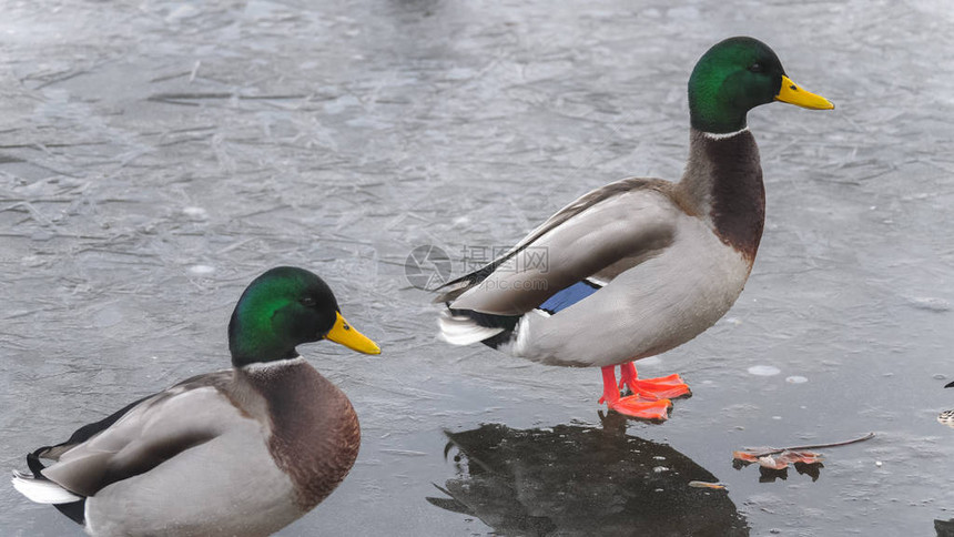 另一只雄野生物在威斯康辛河农村冰冻池塘融冰后站在水坑里的鸭子中图片