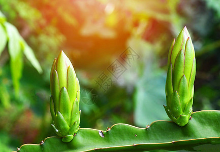 果树花园热带水果中龙果的鲜花图片