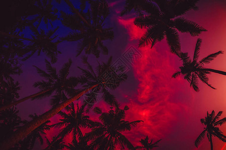 丰富多彩的背景热带岛屿椰子棕榈图片
