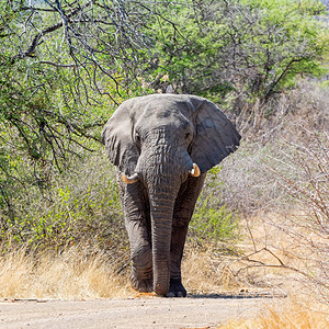 一只非洲大象公牛在南部非洲图片
