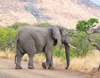 一名非洲大象穿越南部非洲草图片