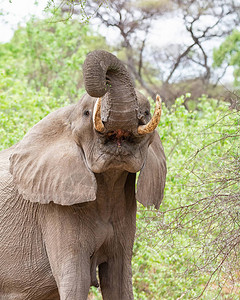 在林地觅食的成年非洲象图片