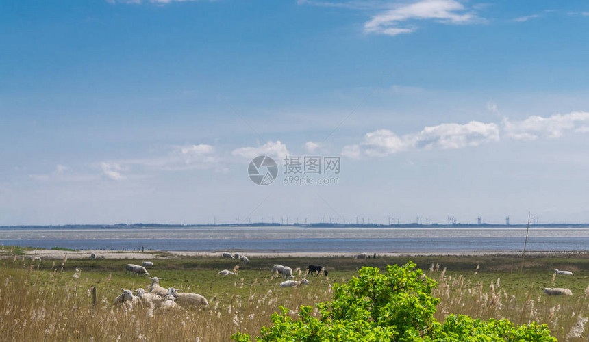 海边牧场上的绵羊图片