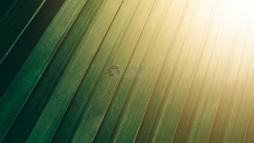 热带绿色椰子叶纹理背景太阳升图片