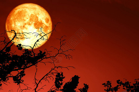 满血的月亮漂浮在剪影树枝干树上方的天空中背景图片