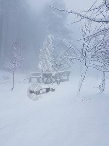 冬季森林的降雪图片