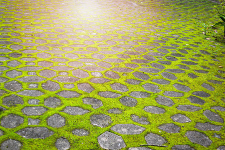 砖走道上的绿色苔藓地面上生长的绿色植物和苔藓图片