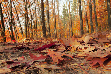 被太阳照亮的秋天森林落叶覆盖的森林小径平静图片