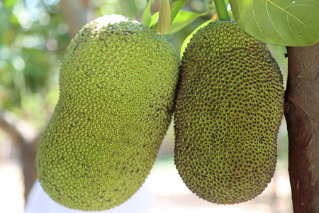 Jackfruit与面包树有关的快速生长图片