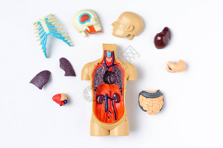 白底带内脏器官的塑料假人图片