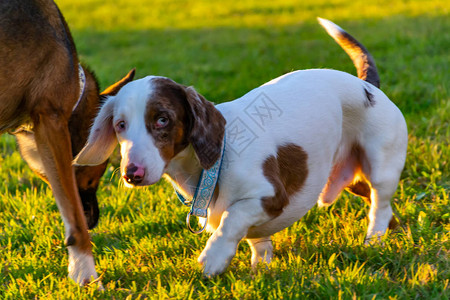 腊肠犬双大理石带着手工项圈的年轻精力充沛的狗在草地上散步行为端正背景图片