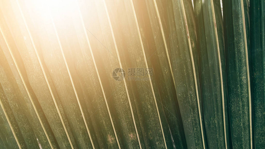 热带绿色椰子叶纹理背景太阳升图片