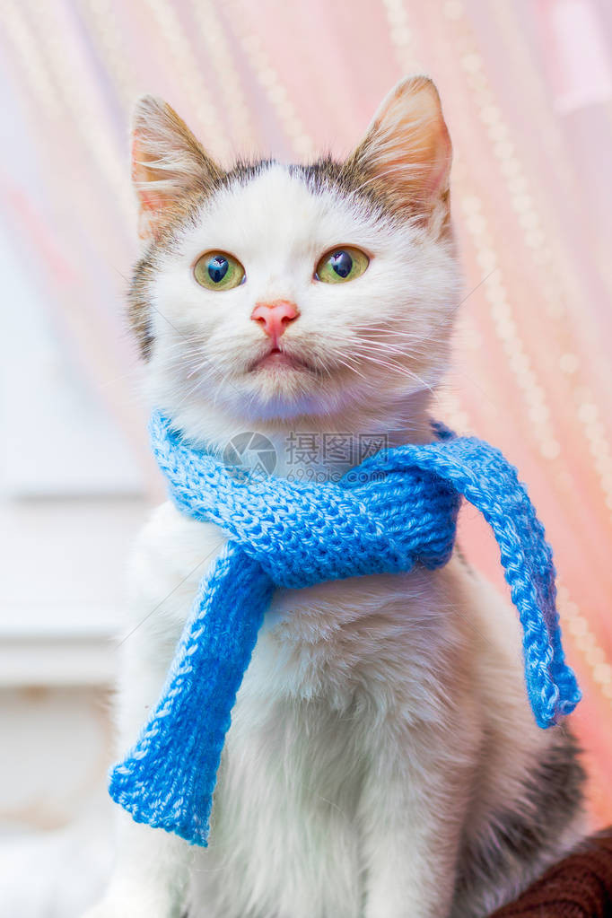 白猫穿着时尚的蓝色围巾图片
