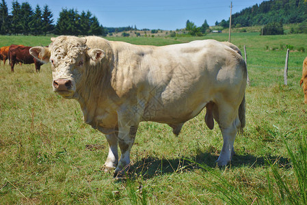 Charolais公牛图片