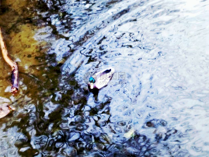 一只鸭子在冬季湖中游泳惊人的美丽色彩组合简单美观模拟最小壁纸MoodyMinimalWallp图片