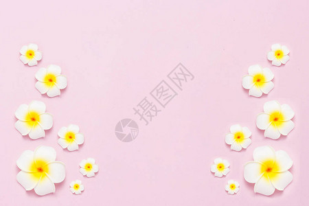 粉红色背景的热带花卉图片