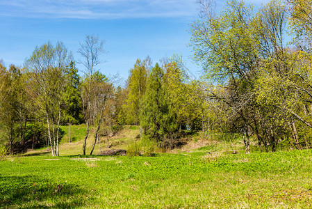 蓝色的天空覆盖着新的绿草地和森林图片