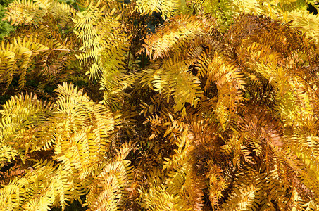 秋天的蕨叶呈黄色和棕色图片