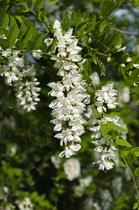 开花的金合欢树白色温暖的春日背景图片