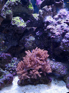 许多鱼海葵和海洋生物植物和珊瑚在海床附近的水下图片