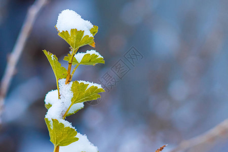 雪覆盖下有叶子的醋栗分支文本的可用空间图片