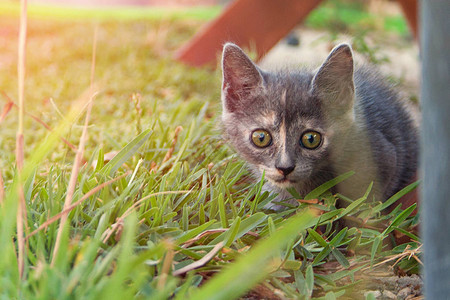 小猫走在家庭花园的桌子上图片