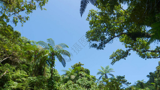 仰望高的棕榈树林冠覆盖清蓝夏日天空背景