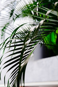 热带棕榈树叶图片