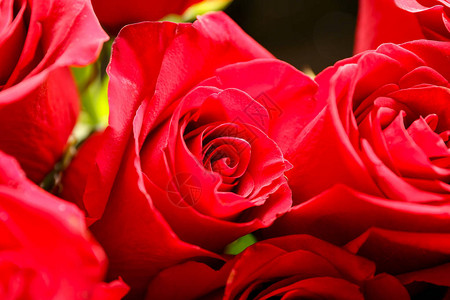 美丽的红玫瑰花束特写图片
