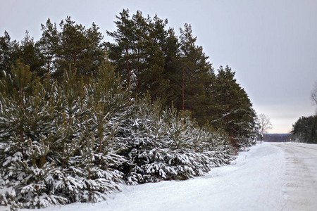 冬天风景雪中的树图片