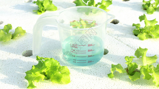 沙拉蔬菜上的塑料杯温室水栽培植物花园图片