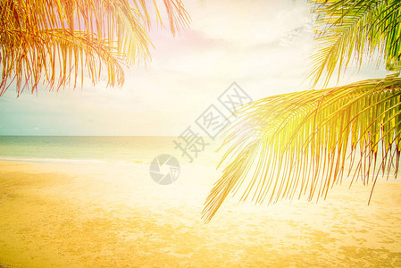 太阳椰子棕榈和热带海滩上的海滩棕榈树前景和海洋背景概念夏日图片