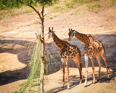 野生长颈鹿年轻长颈鹿在树上吃树叶图片