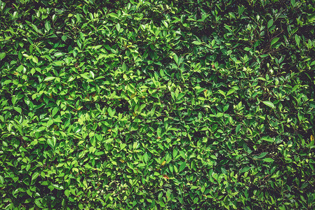 绿墙自然植物背景树纹理和壁纸概念自然力量的暗色调有机树叶的低调完整的图片