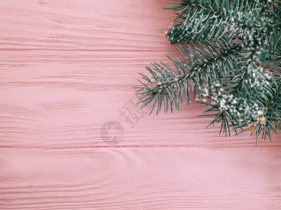 圣诞树枝在粉红色木图片