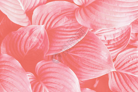 玉簪的叶子呈活珊瑚色图片