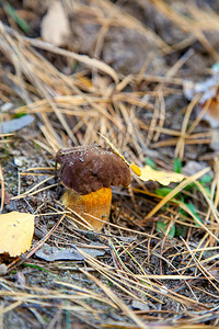 秋季松林中带栗色帽和干叶的可食用野生蘑菇高清图片