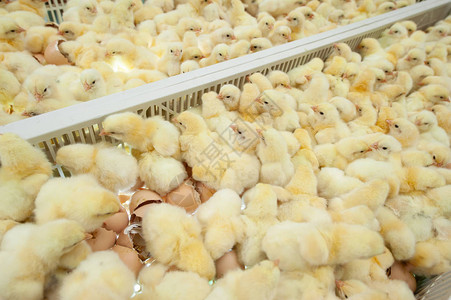 加减乘数小鸡刚从Broiler生产中出来背景